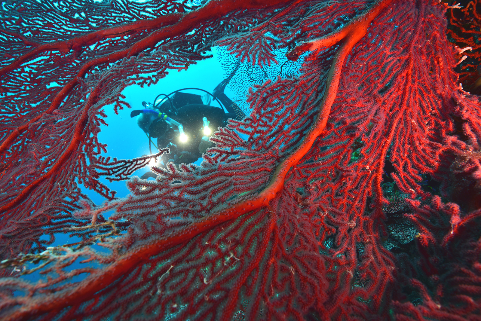 Sea fan coral Sea fan coral