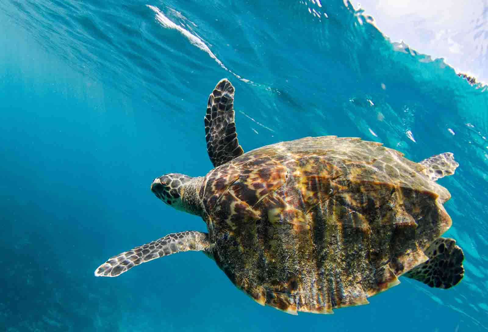 Lord Howe Island Turtle