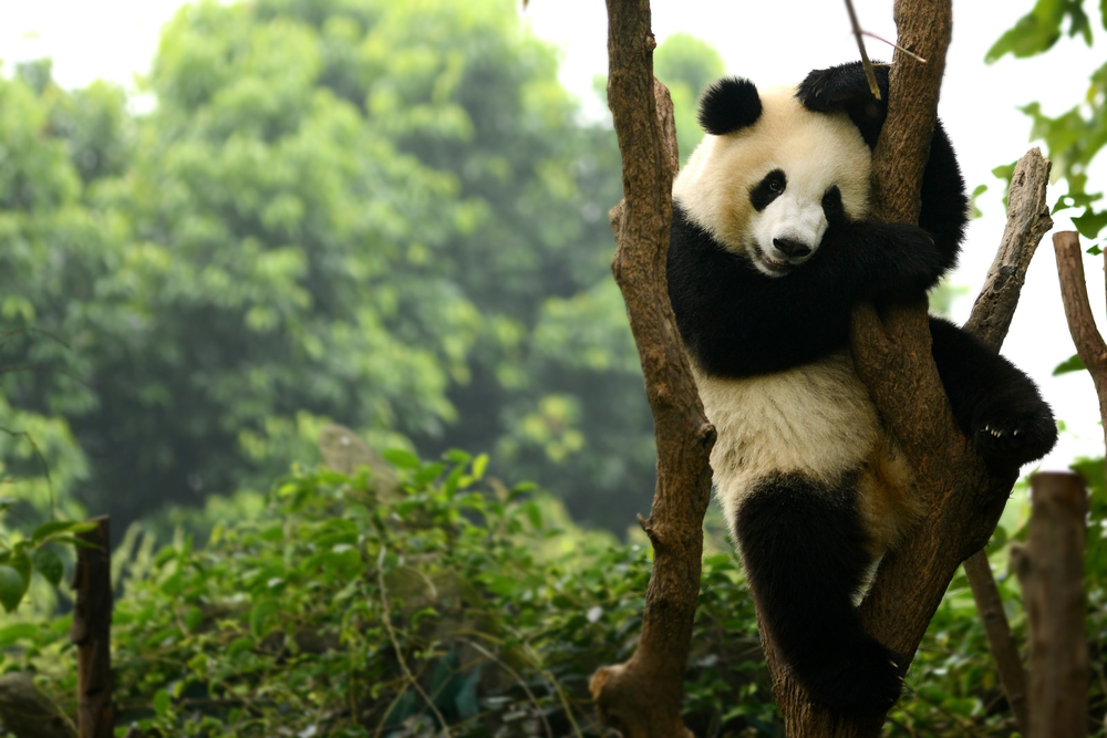 Giant Pandas of Chengdu, China