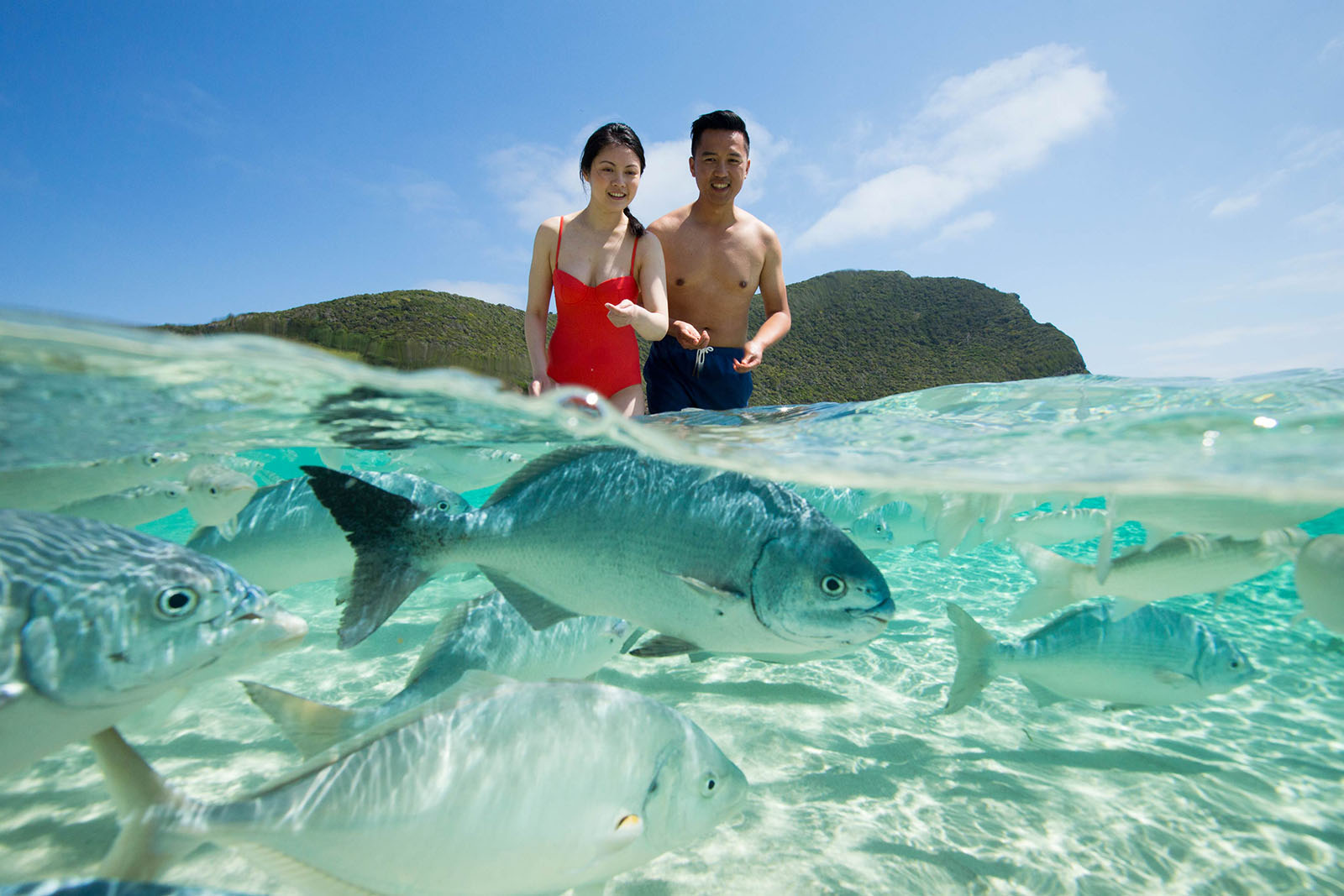Fish feeding at Ned's Beach | Lord Howe Island, a natural paradise