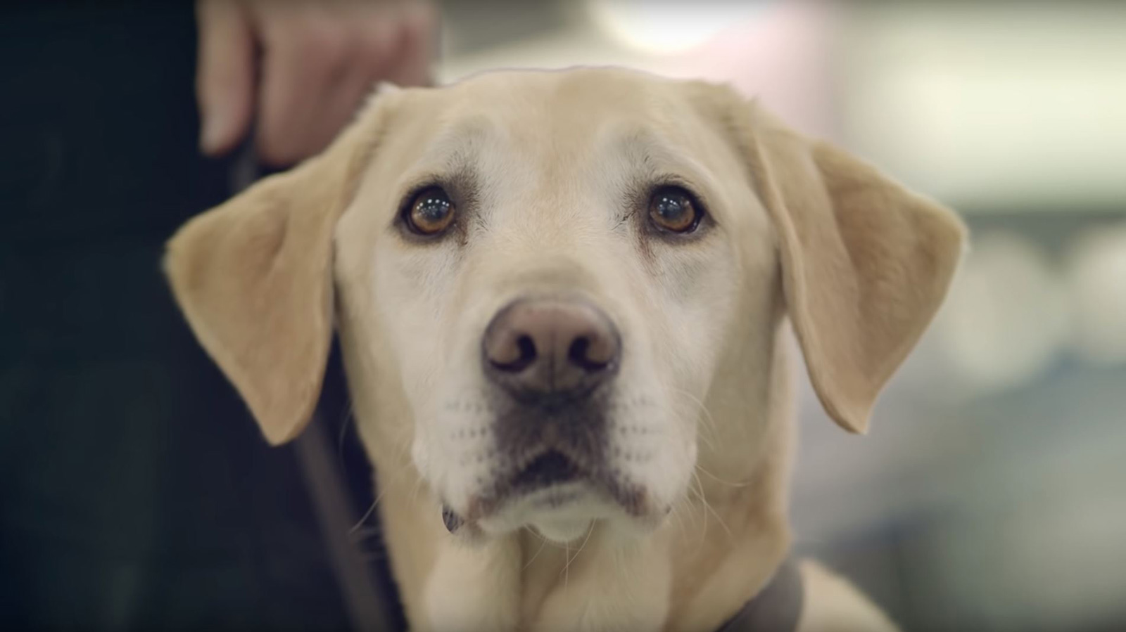 A day in the life of Airport Detector Dogs