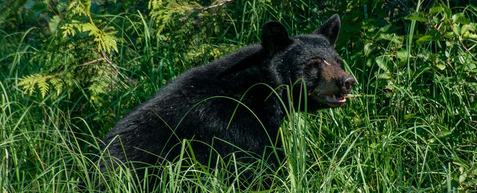 a black bear sits in long green grass