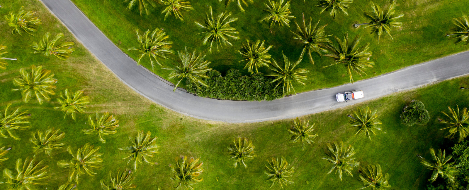 Car driving along a road lined with palm trees in Thala Beach Nature Reserve