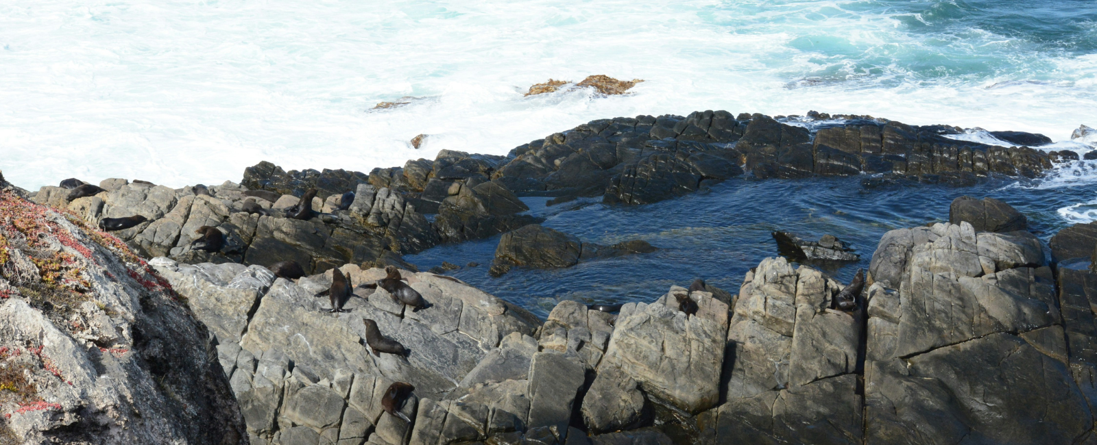 Seals resting on rocks on Kangaroo Island