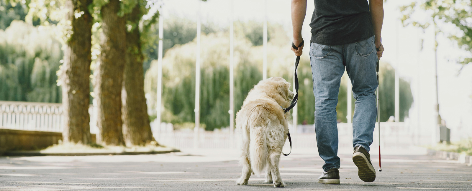 Guide dog walking with owner