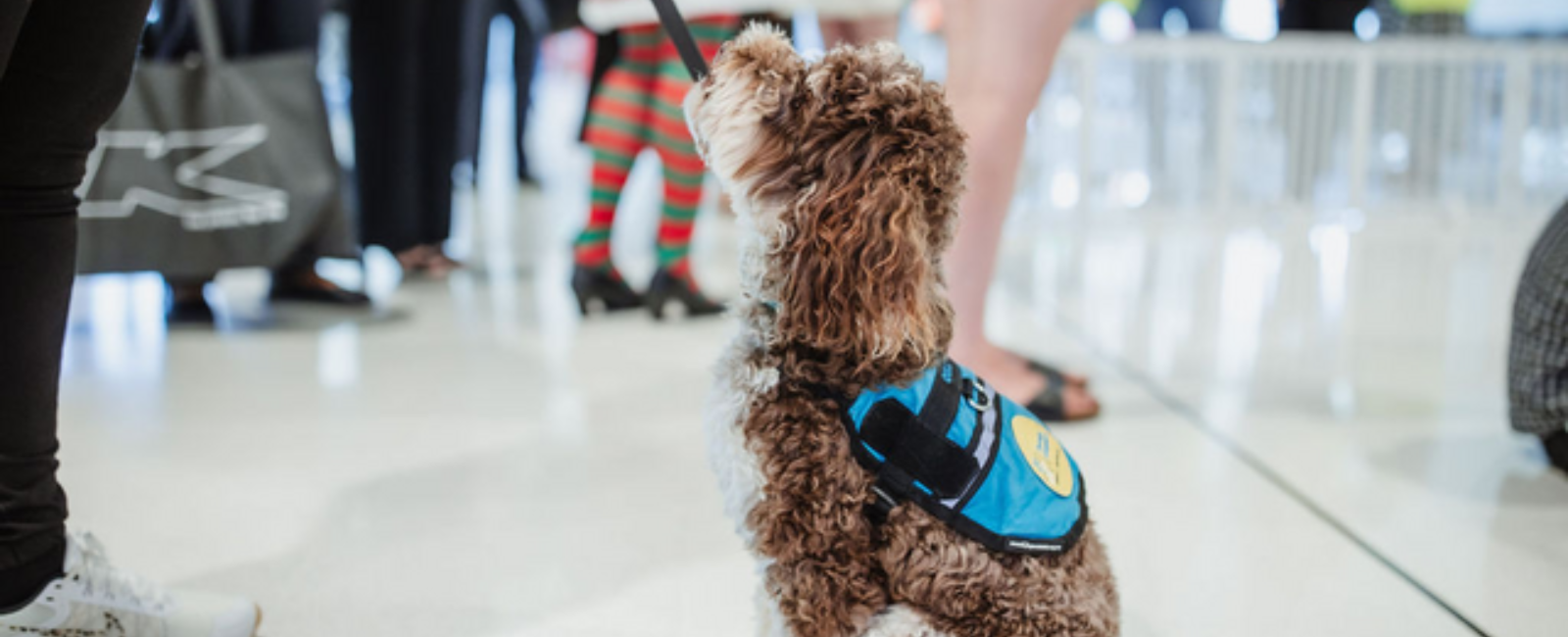 Therapy dog at the airport