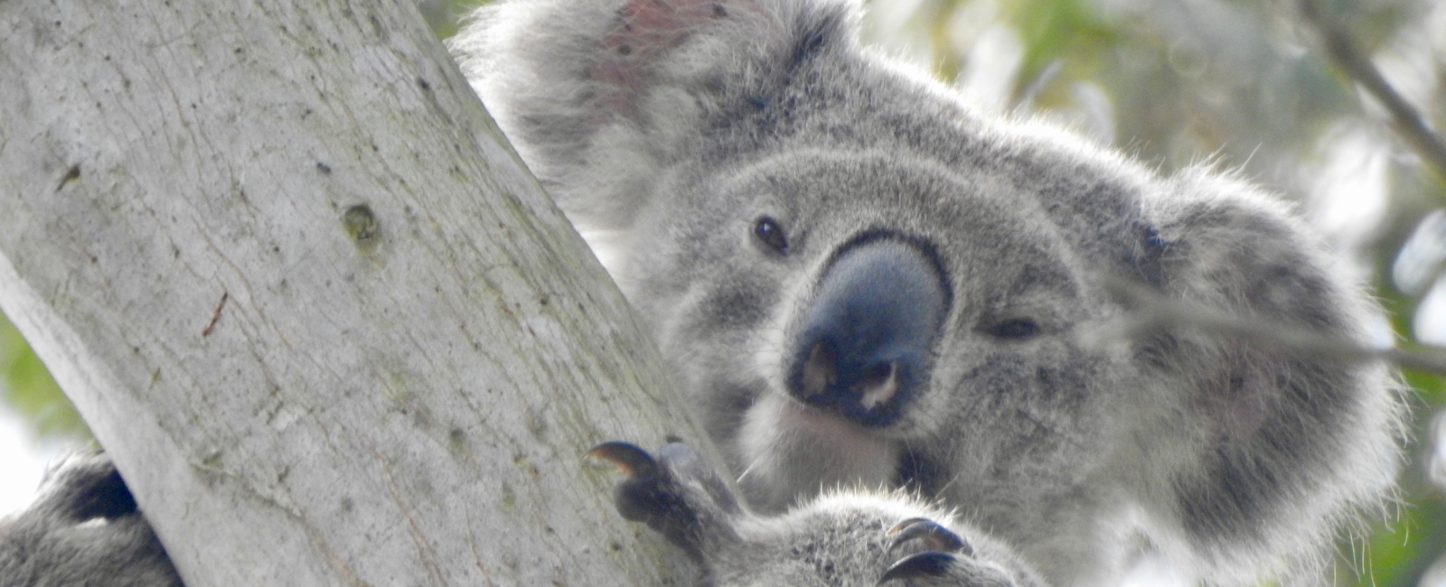 Koala Climbing Tree