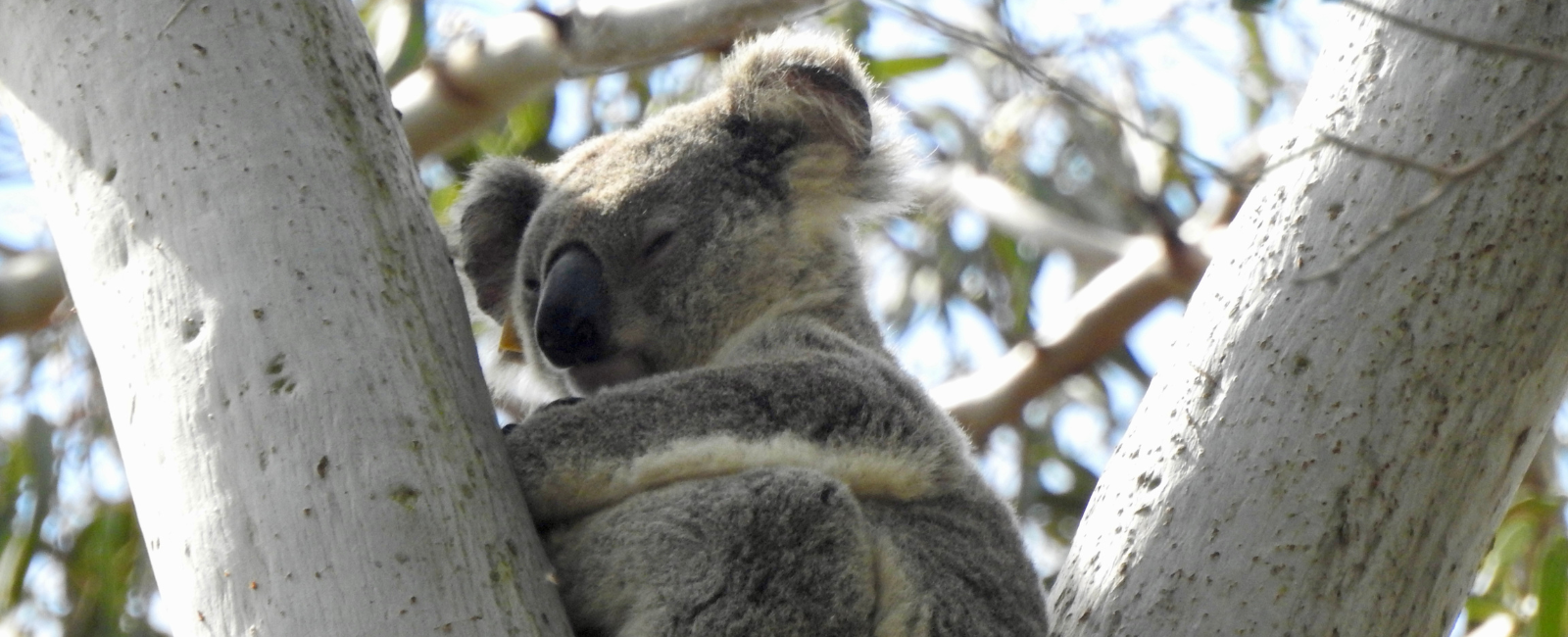 Koala in a Eucalyptus Tree