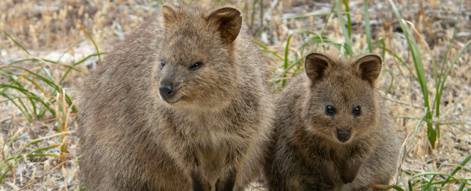 Quokkas on Rottnest Island