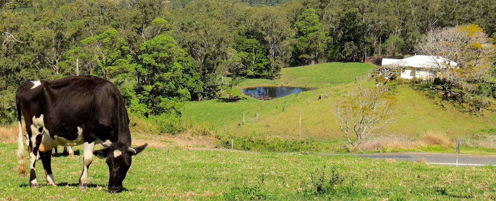 One of the farms on the Sunshine Coast Hinterland that produces Maleny Cheese | Local Produce at Brisbane Airport